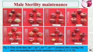 Genetic Improvement in Onion for plant breeding | PPTX