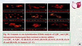 Genetic Improvement in Onion for plant breeding | PPTX