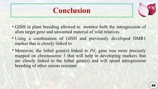 Genetic Improvement in Onion for plant breeding | PPTX