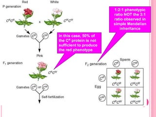 Genetic_inheritance_of_flower_colour.ppt