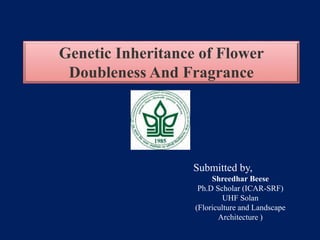 Genetic Inheritance of Flower
Doubleness And Fragrance
Submitted by,
Shreedhar Beese
Ph.D Scholar (ICAR-SRF)
UHF Solan
(Floriculture and Landscape
Architecture )
 