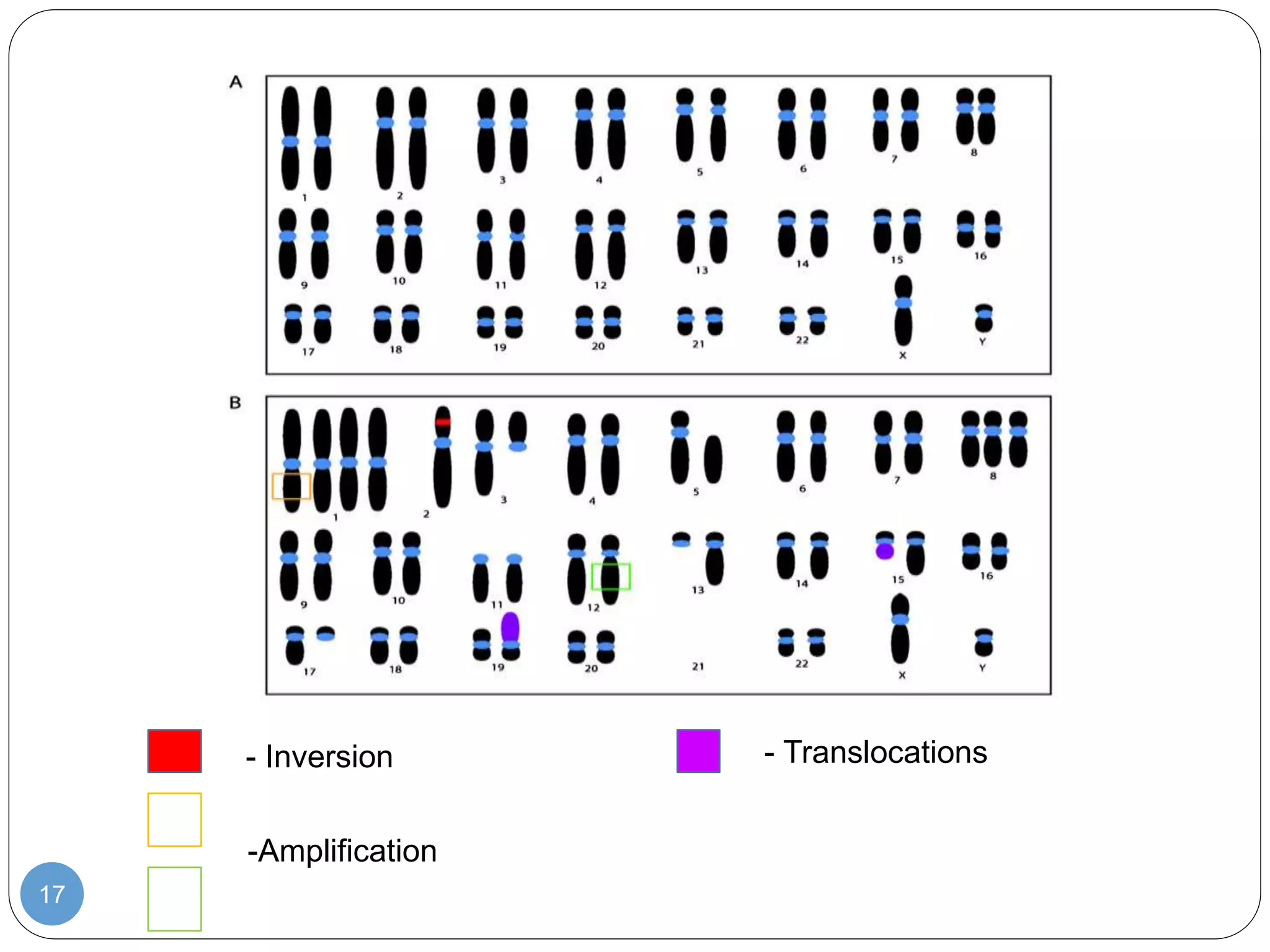 17
- Inversion
-Amplification
- Translocations
 