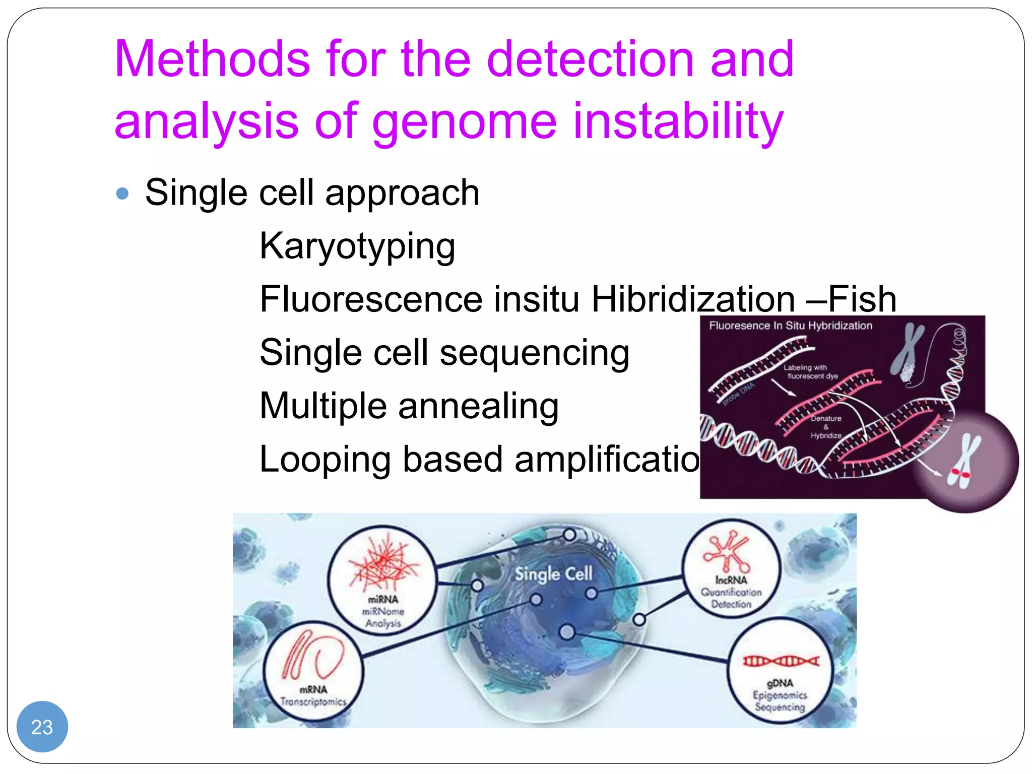 Methods for the detection and
analysis of genome instability
23
 Single cell approach
Karyotyping
Fluorescence insitu Hibridization –Fish
Single cell sequencing
Multiple annealing
Looping based amplification cycles
 