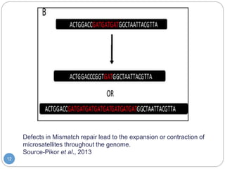 Defects in Mismatch repair lead to the expansion or contraction of
microsatellites throughout the genome.
Source-Pikor et ...