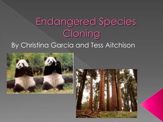 Endangered Species Cloning By Christina Garcia and Tess Aitchison  