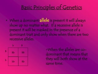 Basic Principles of GeneticsWhen a dominant allele is present it will always show up no matter what.  If a recessive allele is present it will be masked in the presence of a dominant trait and only show when there are two recessive alleles.b            BWhen the alleles are co-dominant that means that they will both show at the same time.Bb