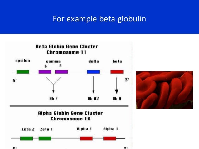 Beta 1 Globulin Zu Niedrig www.slideshare.net