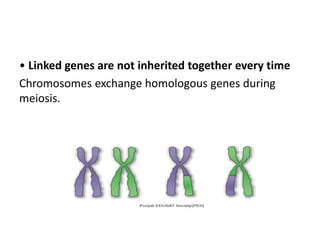 • Linked genes are not inherited together every time
Chromosomes exchange homologous genes during
meiosis.
 