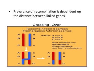 • Prevalence of recombination is dependent on
the distance between linked genes
 