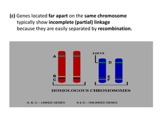 (c) Genes located far apart on the same chromosome
typically show incomplete (partial) linkage
because they are easily separated by recombination.
 