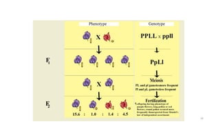 Genetic linkage and crossing over | PDF