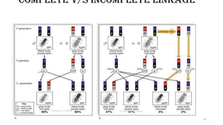Genetic linkage and crossing over | PDF