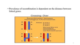 Genetic linkage and crossing over | PDF