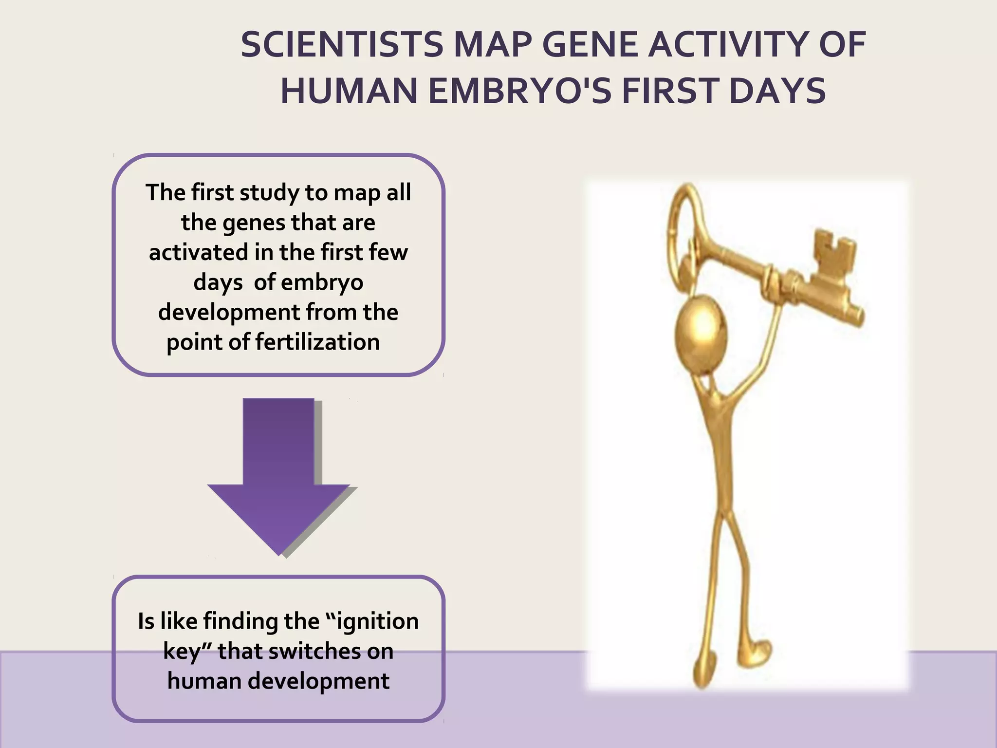 The first study to map all
the genes that are
activated in the first few
days of embryo
development from the
point of fertilization
Is like finding the “ignition
key” that switches on
human development
SCIENTISTS MAP GENE ACTIVITY OF
HUMAN EMBRYO'S FIRST DAYS
 