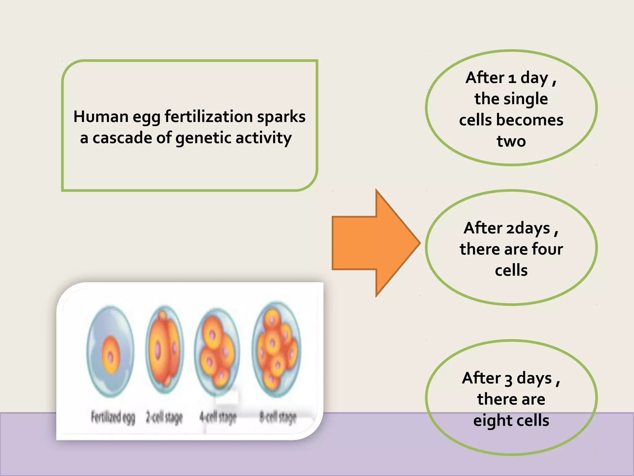 Human egg fertilization sparks
a cascade of genetic activity
After 1 day ,
the single
cells becomes
two
After 2days ,
there are four
cells
After 3 days ,
there are
eight cells
 