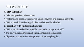 STEPS IN RFLP
1. DNA Extraction
• Cells are lysed to release DNA.
• Proteins and lipids are removed using enzymes and organic solvents.
• DNA is precipitated using alcohol and stored in a buffer.
2. Digestion with Restriction Enzymes
• DNA is incubated with a specific restriction enzyme at 37°C.
• The enzyme recognizes and cuts palindromic sequences.
• Digestion produces DNA fragments of varying lengths.
 
