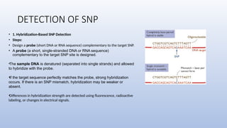 DETECTION OF SNP
• 1. Hybridization-Based SNP Detection
• Steps:
• Design a probe (short DNA or RNA sequence) complementary to the target SNP.
• A probe (a short, single-stranded DNA or RNA sequence)
complementary to the target SNP site is designed.
•The sample DNA is denatured (separated into single strands) and allowed
to hybridize with the probe.
•If the target sequence perfectly matches the probe, strong hybridization
occurs. If there is an SNP mismatch, hybridization may be weaker or
absent.
•Differences in hybridization strength are detected using fluorescence, radioactive
labeling, or changes in electrical signals.
 