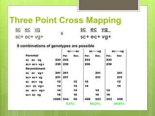 Three Point Cross Mapping
sc ec vg
sc+ ec+ vg+
X
8 combinations of genotypes are possible
 