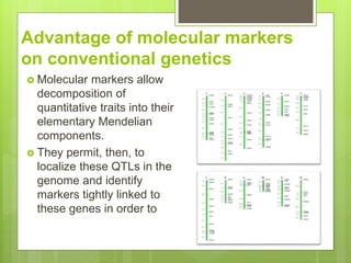 Advantage of molecular markers
on conventional genetics
 Molecular markers allow
decomposition of
quantitative traits into their
elementary Mendelian
components.
 They permit, then, to
localize these QTLs in the
genome and identify
markers tightly linked to
these genes in order to
 