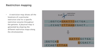 Comprehensive Overview of Genetic Mapping Techniques and Applications | PDF