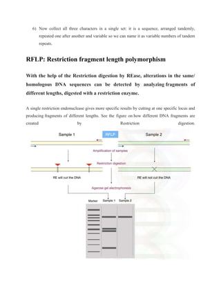 GENE (Genetic )Markers.docx RAPD AFLP RFLP SSSR SNP ESR | DOCX