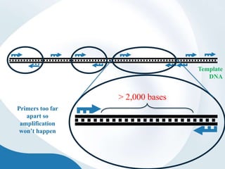 Template
DNA
Primers too far
apart so
amplification
won’t happen
> 2,000 bases
 