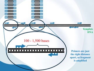 Template
DNA
Primers are just
the right distance
apart, so fragment
is amplified
100 - 1,500 bases
 