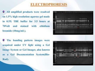 All amplified products were resolved
on 1.5% high resolution agarose gel made
in 0.5X TBE buffer for 3.5 hours at
70Volt and stained with ethidium
bromide (10mg/mL).
The banding pattern images were
acquired under UV light using a Gel
Image System or Gel Imager, also known
as a Gel Documentation System(Bio-
Rad).
ELECTROPHORESIS
 