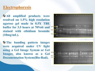 All amplified products were
resolved on 1.5% high resolution
agarose gel made in 0.5X TBE
buffer for 3.5 hours at 70Volt and
stained with ethidium bromide
(10mg/mL).
The banding pattern images
were acquired under UV light
using a Gel Image System or Gel
Imager, also known as a Gel
Documentation System(Bio-Rad).
Electrophoresis
 