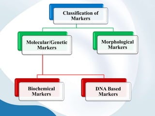 Classification of
Markers
Molecular/Genetic
Markers
Biochemical
Markers
DNA Based
Markers
Morphological
Markers
 