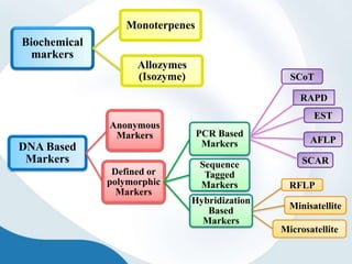 Biochemical
markers
Monoterpenes
Allozymes
(Isozyme)
DNA Based
Markers
Anonymous
Markers
Defined or
polymorphic
Markers
PCR Based
Markers
Sequence
Tagged
Markers
Hybridization
Based
Markers
SCoT
RAPD
EST
AFLP
SCAR
RFLP
Minisatellite
Microsatellite
 
