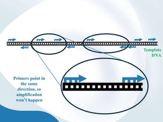 Template
DNA
Primers point in
the same
direction, so
amplification
won’t happen
 