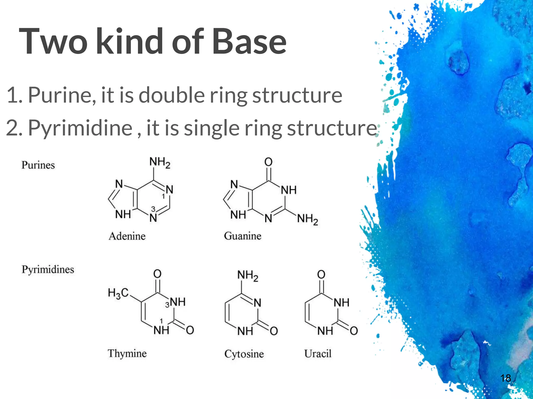 Two kind of Base
1. Purine, it is double ring structure
18
2. Pyrimidine , it is single ring structure
 