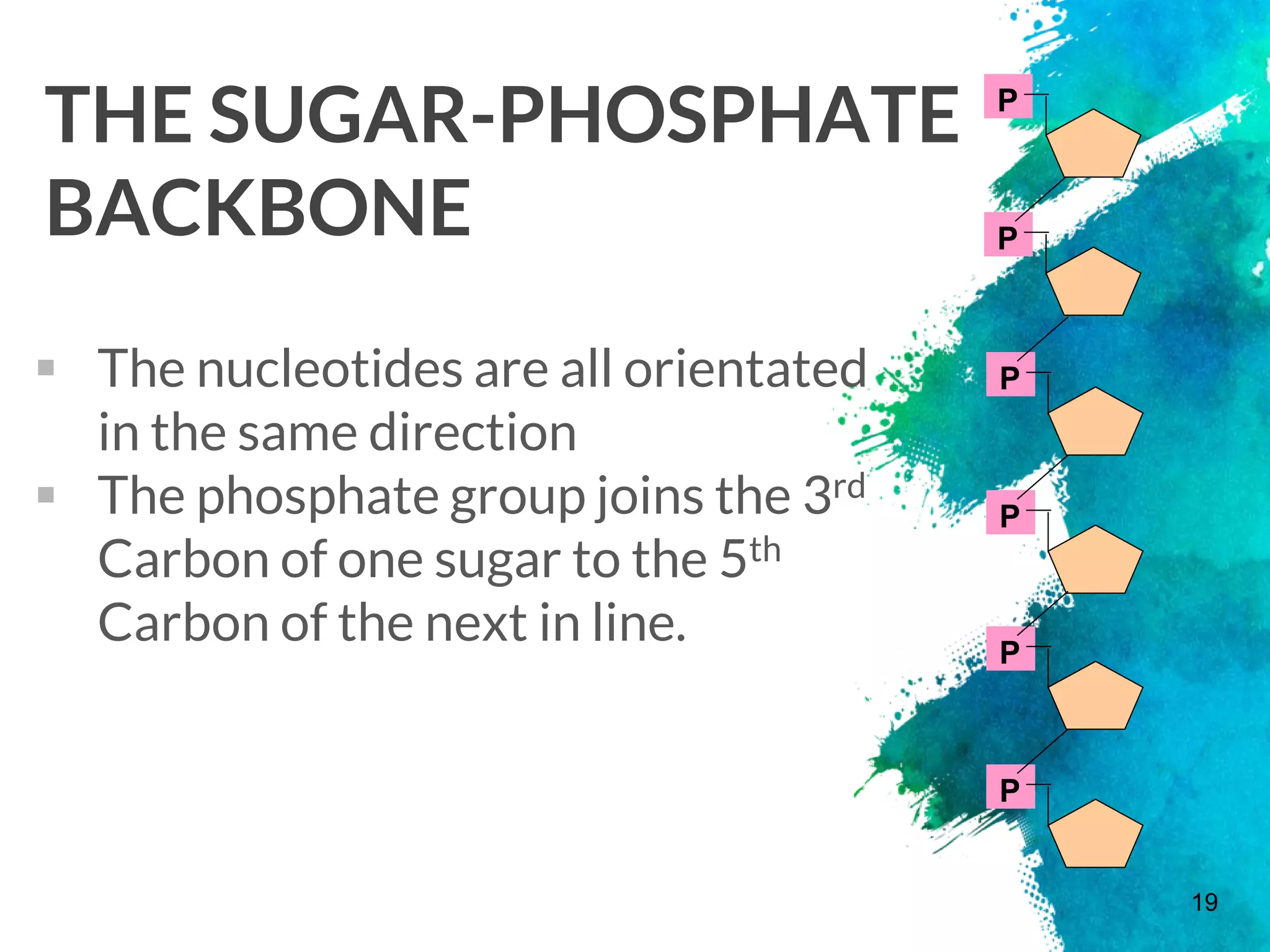 THE SUGAR-PHOSPHATE
BACKBONE
 The nucleotides are all orientated
in the same direction
 The phosphate group joins the 3rd
Carbon of one sugar to the 5th
Carbon of the next in line.
19
P
P
P
P
P
P
 