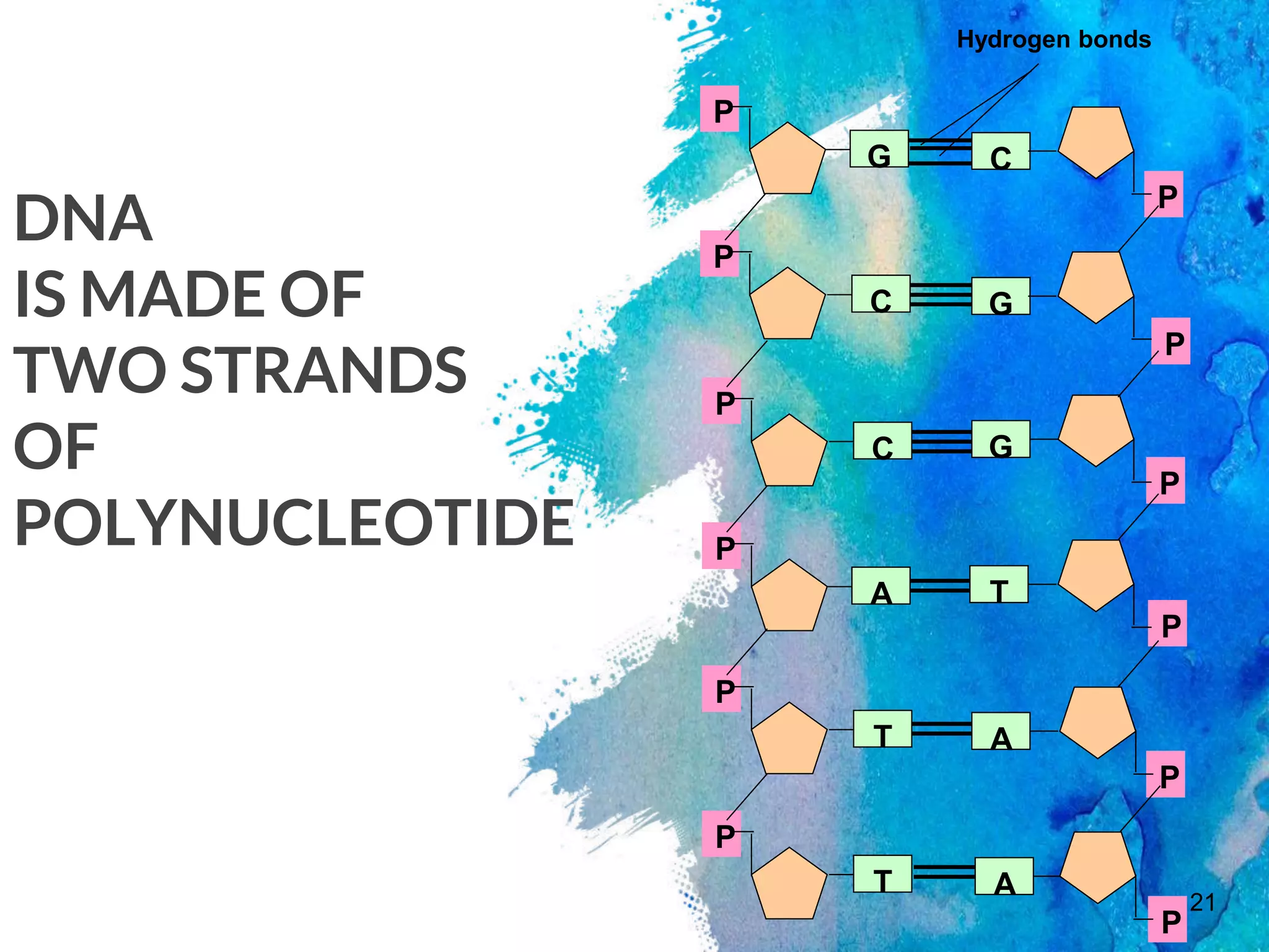 DNA
IS MADE OF
TWO STRANDS
OF
POLYNUCLEOTIDE
21
P
P
P
P
P
P
C
G
G
T
A
A
P
P
P
P
P
P
G
C
C
A
T
T
Hydrogen bonds
 