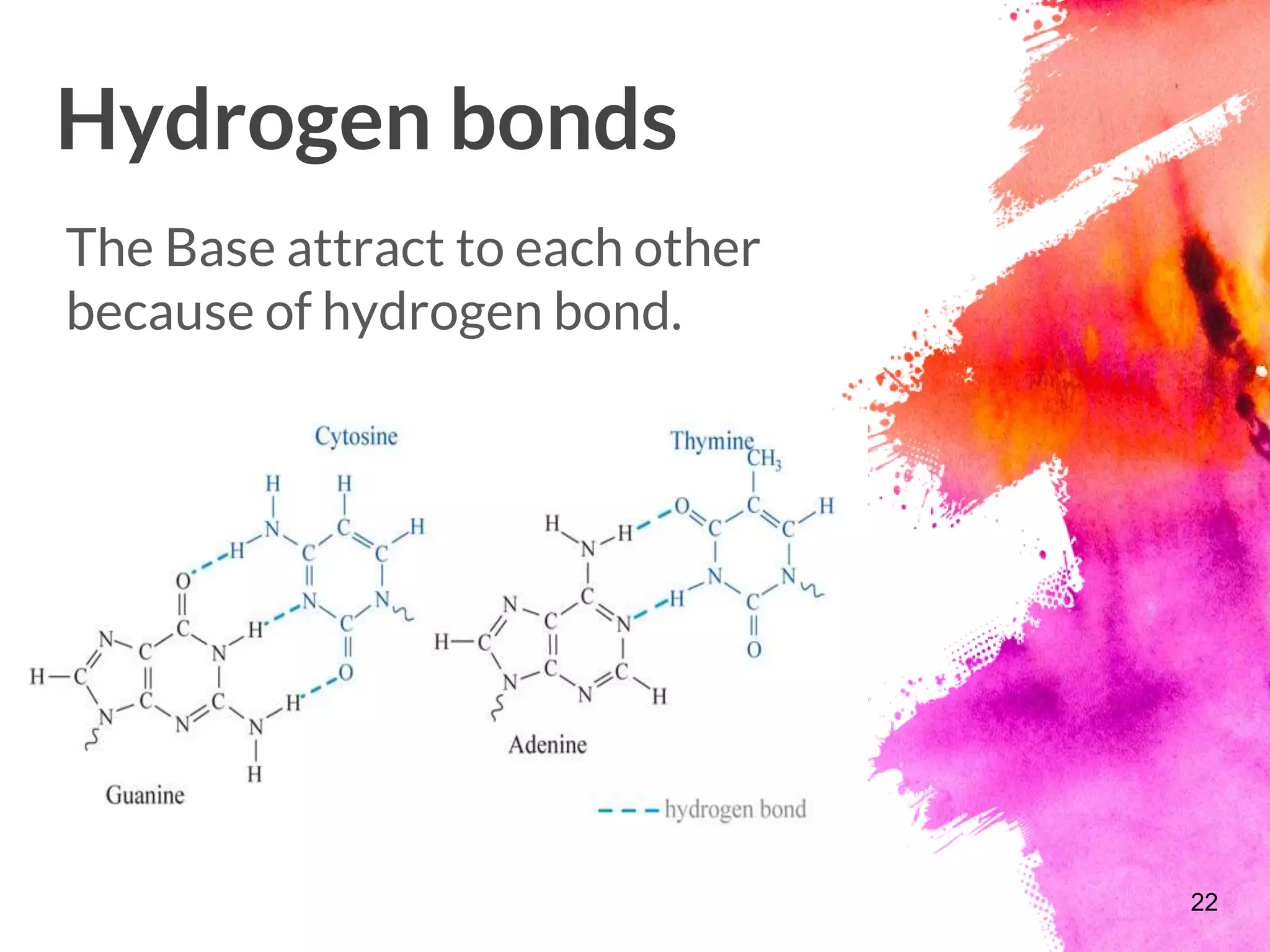 Hydrogen bonds
The Base attract to each other
because of hydrogen bond.
22
 