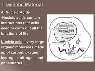 I. Genetic Material
A. Nucleic Acids
-Nucleic acids contain
instructions that cells
need to carry out all the
functions of life.
Nucleic acid – very large
organic molecules made
up of carbon, oxygen,
hydrogen, nitrogen, and
phosphorus.
 