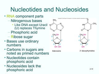 2-10
Nucleotides and Nucleosides
• RNA component parts
– Nitrogenous bases
• Like DNA except Uracil
(U) replaces Thymine
– Phosphoric acid
– Ribose sugar
• Bases use ordinary
numbers
• Carbons in sugars are
noted as primed numbers
• Nucleotides contain
phosphoric acid
• Nucleosides lack the
phosphoric acid
 