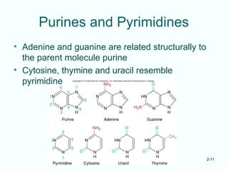 2-11
Purines and Pyrimidines
• Adenine and guanine are related structurally to
the parent molecule purine
• Cytosine, thymine and uracil resemble
pyrimidine
 