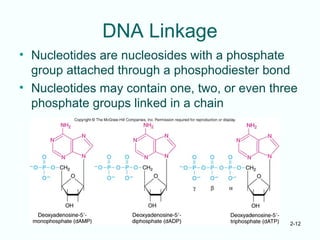 2-12
DNA Linkage
• Nucleotides are nucleosides with a phosphate
group attached through a phosphodiester bond
• Nucleotides may contain one, two, or even three
phosphate groups linked in a chain
 