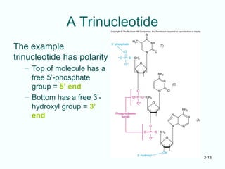 2-13
A Trinucleotide
The example
trinucleotide has polarity
– Top of molecule has a
free 5’-phosphate
group = 5’ end
– Bottom has a free 3’-
hydroxyl group = 3’
end
 