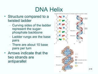 2-16
DNA Helix
• Structure compared to a
twisted ladder
– Curving sides of the ladder
represent the sugar-
phosphate backbone
– Ladder rungs are the base
pairs
– There are about 10 base
pairs per turn
• Arrows indicate that the
two strands are
antiparallel
 
