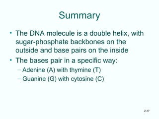 2-17
Summary
• The DNA molecule is a double helix, with
sugar-phosphate backbones on the
outside and base pairs on the inside
• The bases pair in a specific way:
– Adenine (A) with thymine (T)
– Guanine (G) with cytosine (C)
 