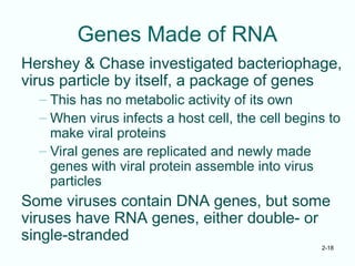 2-18
Genes Made of RNA
Hershey & Chase investigated bacteriophage,
virus particle by itself, a package of genes
– This has no metabolic activity of its own
– When virus infects a host cell, the cell begins to
make viral proteins
– Viral genes are replicated and newly made
genes with viral protein assemble into virus
particles
Some viruses contain DNA genes, but some
viruses have RNA genes, either double- or
single-stranded
 