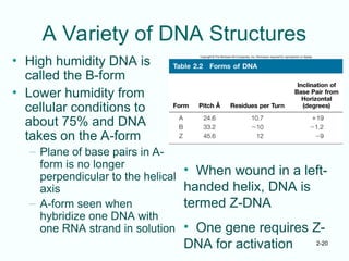 2-20
A Variety of DNA Structures
• High humidity DNA is
called the B-form
• Lower humidity from
cellular conditions to
about 75% and DNA
takes on the A-form
– Plane of base pairs in A-
form is no longer
perpendicular to the helical
axis
– A-form seen when
hybridize one DNA with
one RNA strand in solution
• When wound in a left-
handed helix, DNA is
termed Z-DNA
• One gene requires Z-
DNA for activation
 