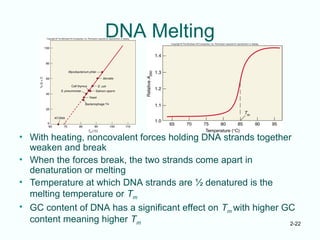 2-22
DNA Melting
• With heating, noncovalent forces holding DNA strands together
weaken and break
• When the forces break, the two strands come apart in
denaturation or melting
• Temperature at which DNA strands are ½ denatured is the
melting temperature or Tm
• GC content of DNA has a significant effect on Tm with higher GC
content meaning higher Tm
 
