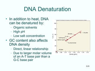 2-23
DNA Denaturation
• In addition to heat, DNA
can be denatured by:
– Organic solvents
– High pH
– Low salt concentration
• GC content also affects
DNA density
– Direct, linear relationship
– Due to larger molar volume
of an A-T base pair than a
G-C base pair
 
