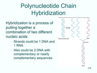 2-26
Polynucleotide Chain
Hybridization
Hybridization is a process of
putting together a
combination of two different
nucleic acids
– Strands could be 1 DNA and
1 RNA
– Also could be 2 DNA with
complementary or nearly
complementary sequences
 