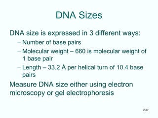 2-27
DNA Sizes
DNA size is expressed in 3 different ways:
– Number of base pairs
– Molecular weight – 660 is molecular weight of
1 base pair
– Length – 33.2 Å per helical turn of 10.4 base
pairs
Measure DNA size either using electron
microscopy or gel electrophoresis
 