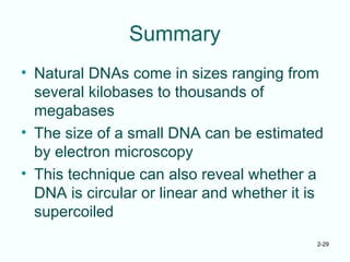 2-29
Summary
• Natural DNAs come in sizes ranging from
several kilobases to thousands of
megabases
• The size of a small DNA can be estimated
by electron microscopy
• This technique can also reveal whether a
DNA is circular or linear and whether it is
supercoiled
 